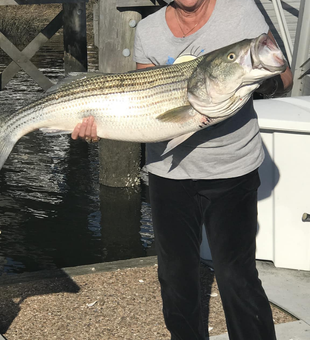 Striper Success in Atlantic City, NJ!